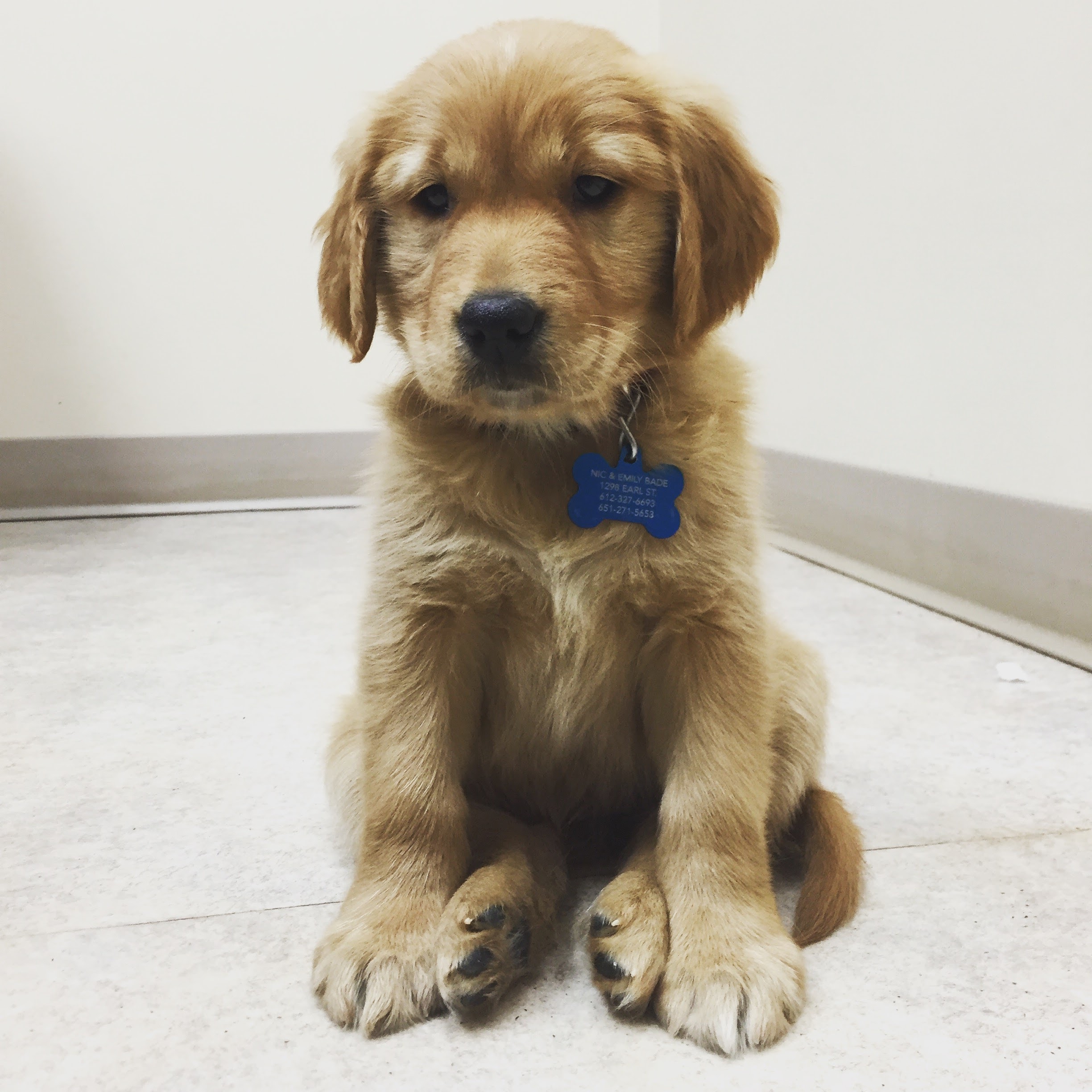 Chloe the golden retriever at her first visit.  She was 8 weeks old.