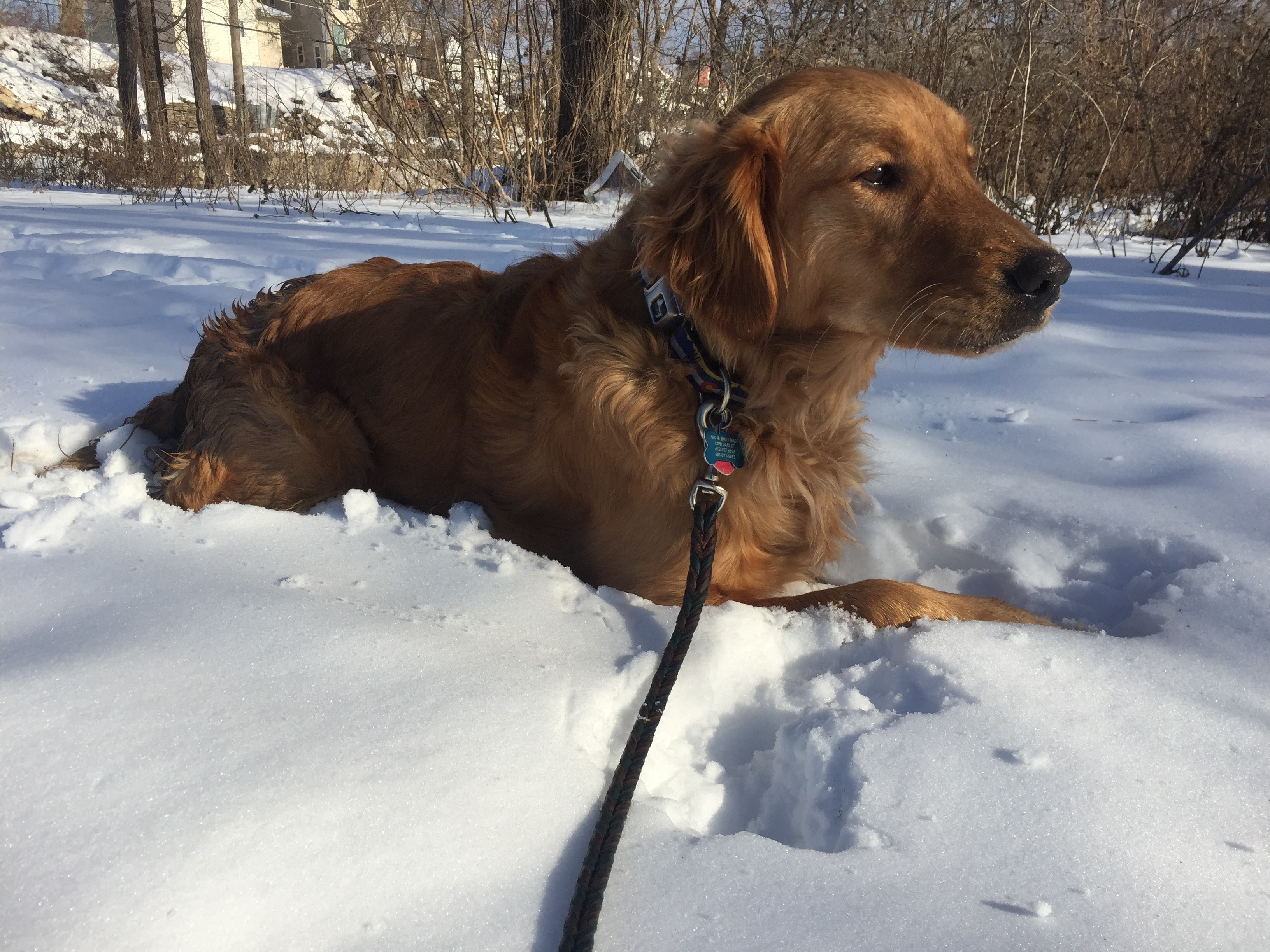 Chloe the golden retriever laying in the snow