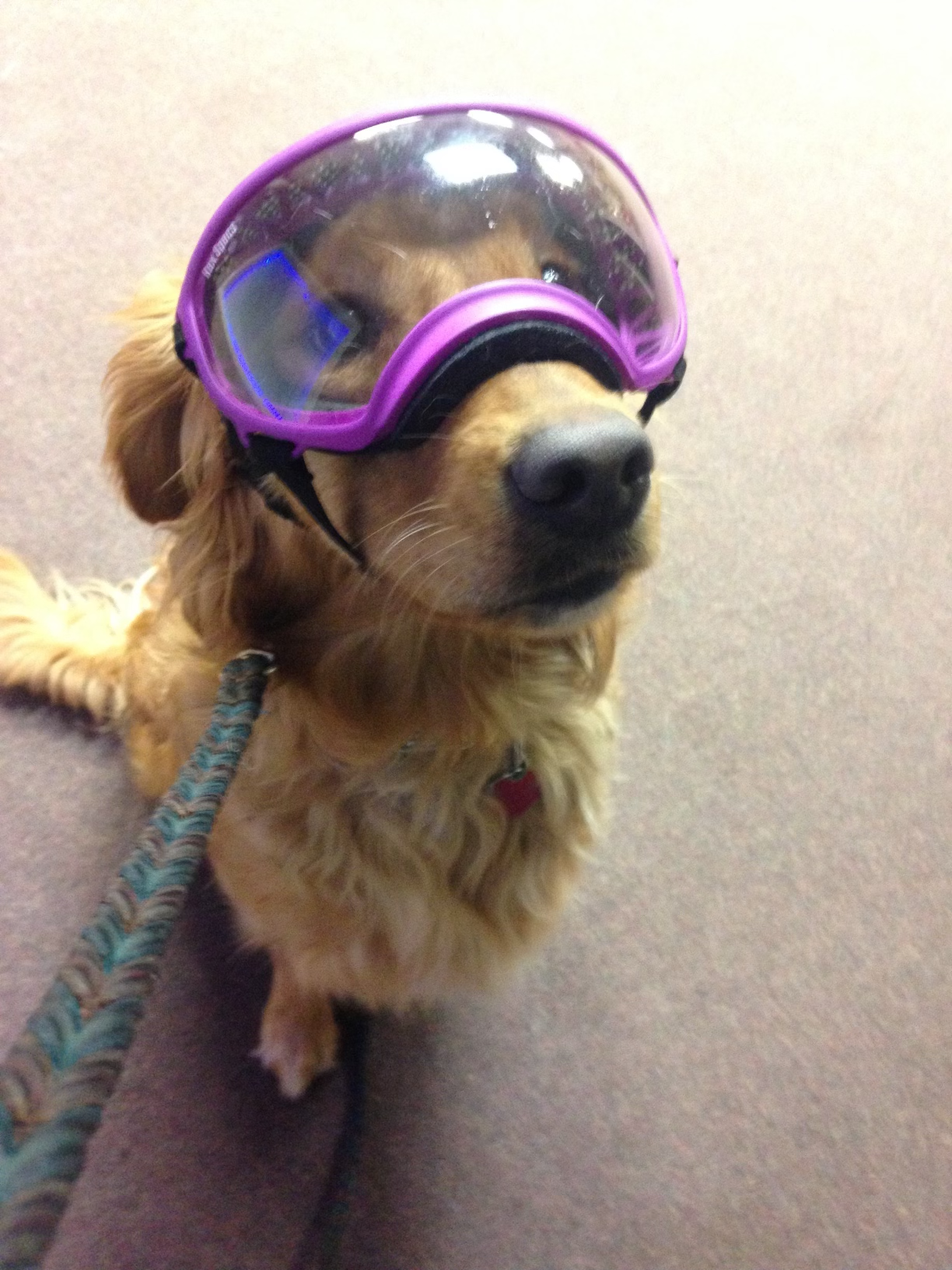 Chloe the Golden Retriever wearing doggles