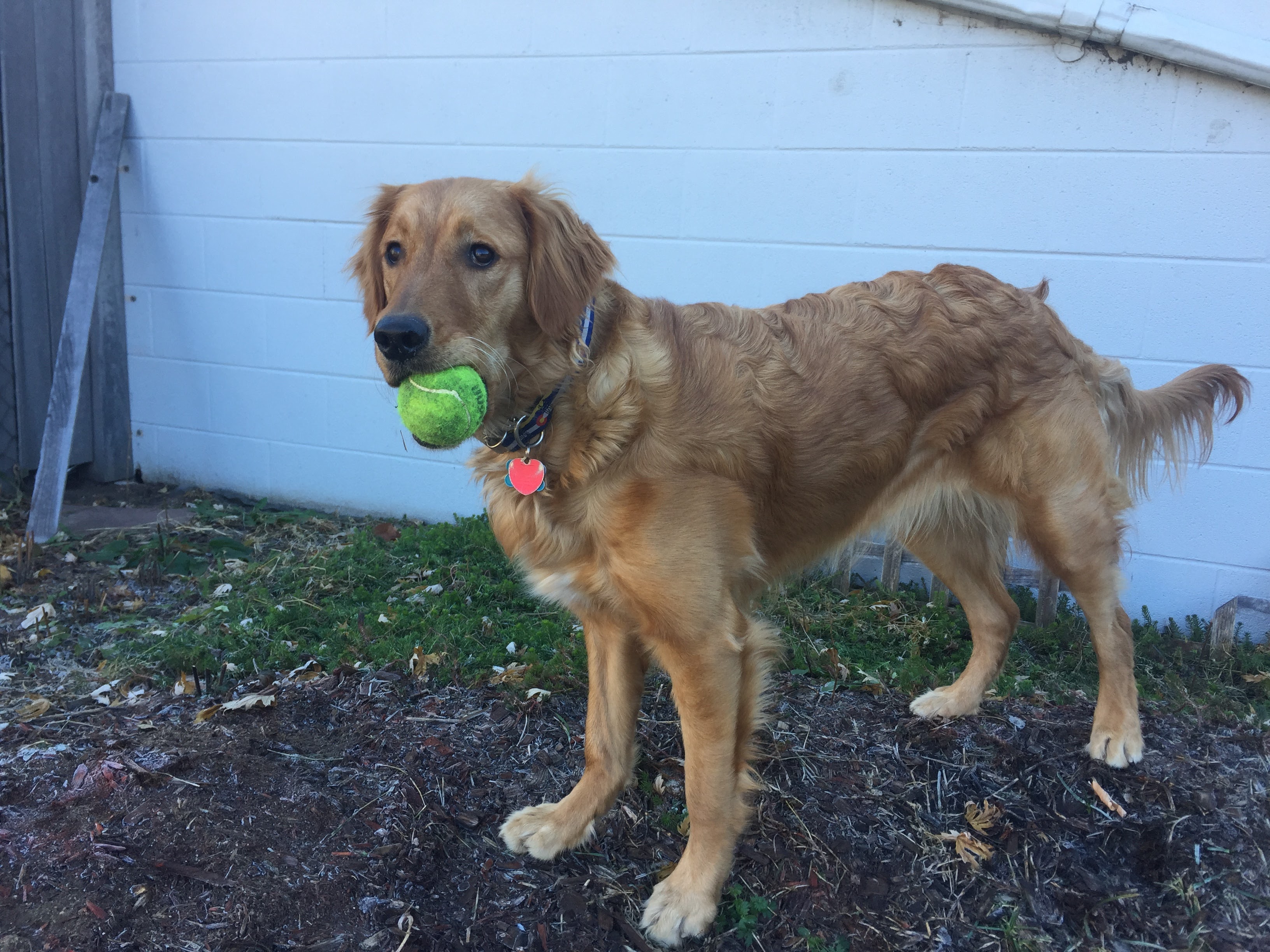Chloe the golden retriever holding a tennis ball, ready to run